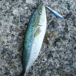 ツバス大きくなってます。